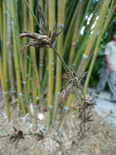 P1150718.JPG